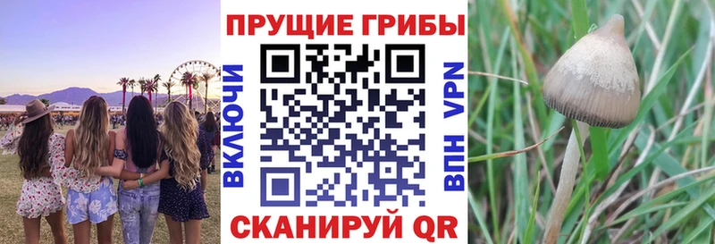 Галлюциногенные грибы GOLDEN TEACHER  Купить  Апрелевка 